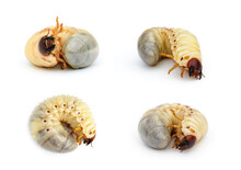 Group Of Of Grub Worms, Coconut Rhinoceros Beetle (Oryctes Rhinoceros), Larva On White Background. Bugs. Animals.