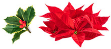 Christmas Flower Poinsettia With Holly Berry Flowers Isolated On White Background. Flat Lay. Top View. Xmas Symbols.