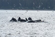 Bubblenet feeding humpback whales in South East Alaska