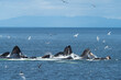 Bubblenet feeding humpback whales in South East Alaska