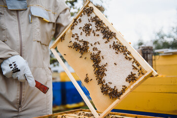 Wall Mural - Beekeeper on apiary. Beekeeper is working with bees and beehives on the apiary. Apiculture. Copy space.