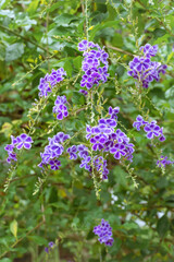 Duranta repens l. ; duranta erecta l. ; sky flower ; golden dew drop; pigeon berry