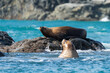 © David Katz - Stellars sea lions hauled out on a rock in the Inian Islands, South East Alaska