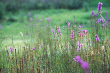 Celandine Blooms Purple Flowers