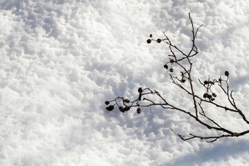 Poster - Alder tree branch lays on wet snow on a winter day