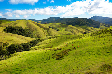 Wall Mural - Landscape with green hills and blue sky in New Zealand