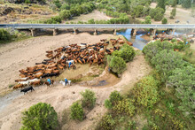 Aerial View Of Mustering Cattle Across A River With Bridge In Background.