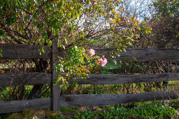 Wall Mural - Hamilton Australia, pink flowering  rose growing along wooden fence