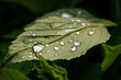 Krople deszczu na zielonym liściu