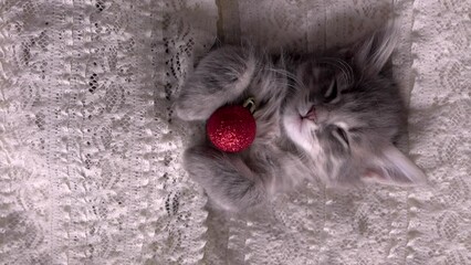 Wall Mural - vertical video new year christmas one small gray kitten lies sleeping with a New Year's red toy in its paws on the bed on a white openwork background