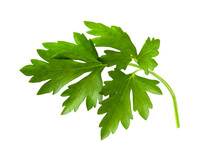 Full Focus Of A Branch Of Parsley With Fresh Leaves And A Fragrant Smell For Seasoning And Cooking.