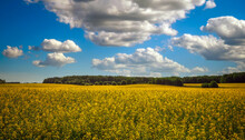 Beautiful Landscape With Field Of Yellow Canola (Brassica Napus L.) And Blue Sky