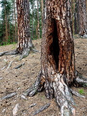 Wall Mural - trunk of a pine tree with a large hollow