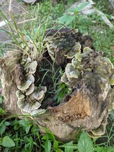 Trichaptum Biforme, A Voracious Fungus Decomposer Of Dead Wood, Hardwood Stump, Or Logs