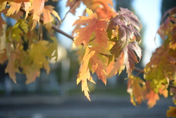 background of autumn yellow green leaves in autumn red maple leaves on the background of a sunny day, against the blue sky, branches of red maple leaves