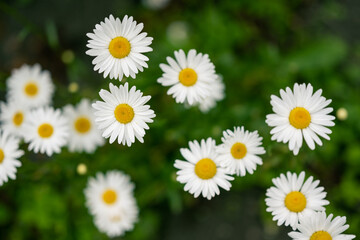 Wall Mural - Daisies in the field. Selective focus.