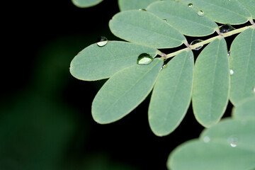 Wall Mural - Macro shot of morning dew on green leaf