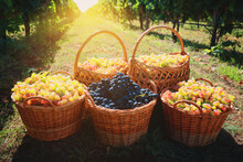 Ripe Grapes In Wooden Wicker Baskets Outdoor
