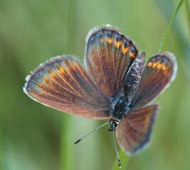 Poster - A close-up photo of a butterfly. Insects in nature.