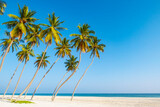 Fototapeta Morze - White sand beach with palmtrees in the south of Oman.