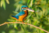 Fototapeta Zwierzęta - The common kingfisher (Alcedo atthis), also known as the Eurasian kingfisher and river kingfisher, is a small kingfisher.	