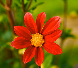 Poster - Beautiful close-up of a single-flowered dahlia