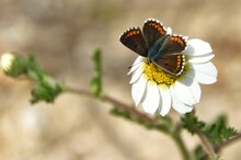 Butterfly Sipping Nectar From A Daisy.