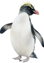 Hand-drawn Watercolor Northern Rockhopper Penguin Illustration Isolated On Transparent Background. Antarctic Animal Bird	