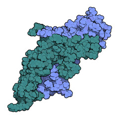 Sticker - Human Chorionic Gonadotropin (hCG) glycoprotein hormone, chemical structure. 3D rendering.