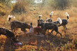 Afrikanische Wildhunde töten eine Schwarzfersenantilope / African wild dog killing an Impala / Lycaon pictus