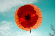 Low Angle View Of Poppy Flower Against Blue Sky