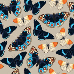 Wall Mural - Vector pattern with high detailed tropic butterfly