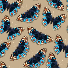 Wall Mural - Vector pattern with high detailed tropic butterfly