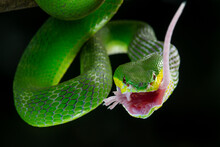 Close Up Shof Of Green White Lipped Island Pit Viper Snake Trimeresurus Insularis Eating Mouse With Bokeh Background