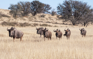 Wall Mural - Blue Wildebeest