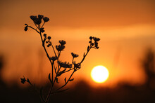 Dark Silhouettes Of Wild Flowers Against Bright Colorful Sunset Sky With Setting Sun Light