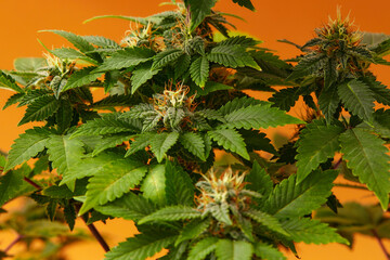 Close up macro of top bud of cannabis plant ready to harvest. On orange background. Auto red modern strain.