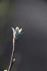 Poster - bud of a willow