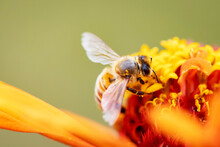 Close Up Honey Bee Collecting Nectar On Orange Zinnia Flower