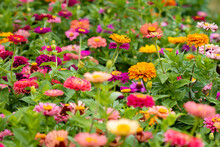 Beautiful Garden Farm Zinnia Flowers Close Up To Pick