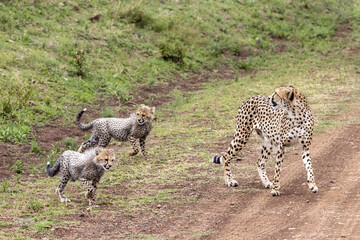 Wall Mural - Mother cheetah, acinonyx jubatus, watching her cubs. Family group crossing a dirt track in the Masai Mara, Kenya. These siblings will remain with their mother until around 18 months