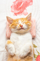 A small kitten sleeps on her back on a white blanket and pillow. Comfortable rest and sleep