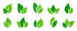 Green leaves vector set - Collection of flat leaf design on white background. Environmental friendly end ecology concept.