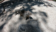 Curious California Ground Squirrel (Otospermophilus Beecheyi), Also Known As The Beechey Ground Squirrel, In Yosemite National Park, Yosemite Valley, California, USA.