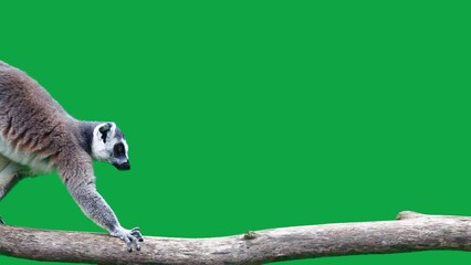 Wall Mural - ring tailed lemur slowly walking on a log on a green screen. slow motion