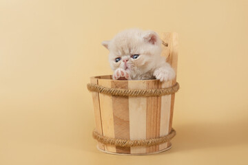 A creamy exotic kitten is sitting in a large wooden bath cup on a beige background.