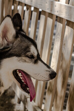 Smiling Face Of A Siberian Husky Dog Looking In Profile With Tongue Out.