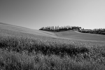 Poster - Green hills of Tuscany