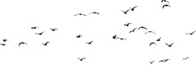 Png Flock Of Birds For The Photo Background