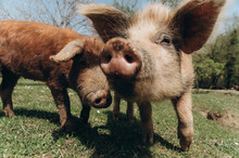 Cute Pigs Grazing On Pasture In Farm